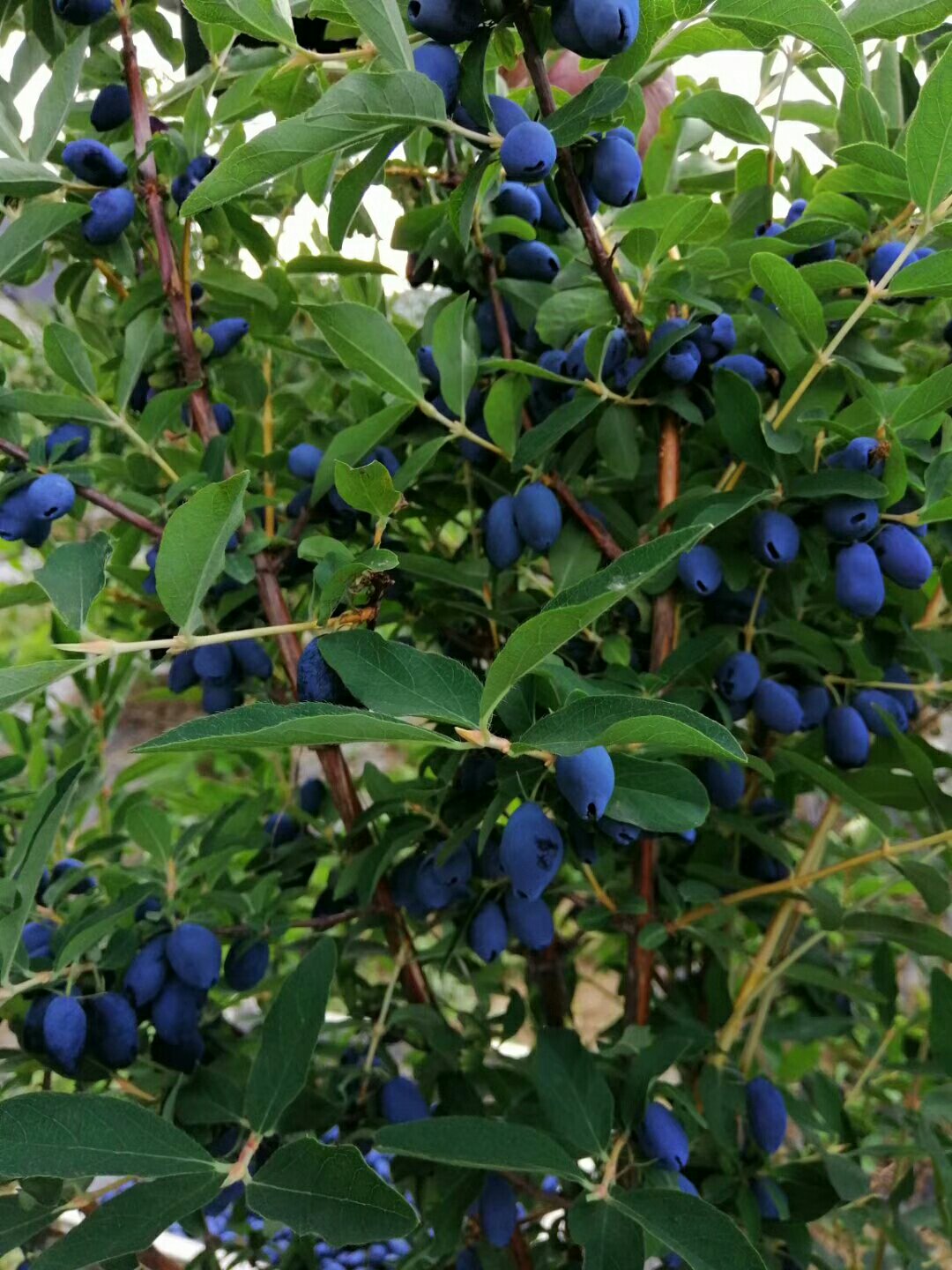 文山蓝果树图片