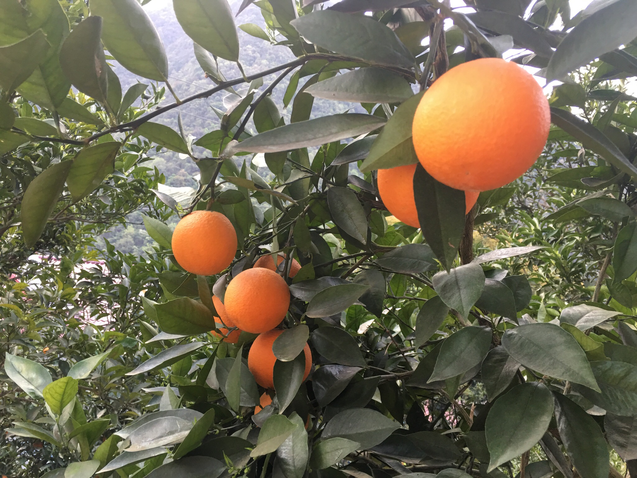 成熟夏橙挂树特写