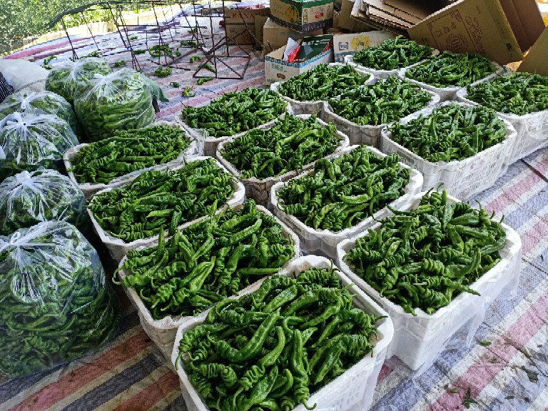 工人正在田间采收成熟的龙椒,手持红色塑料筐,采摘标准扁圆形的红色龙椒果实;旁边设有临时分拣台,按大小分级摆放,背景可见冷链运输车待装货,地面铺设防污垫布,体现规范化采后处理流程 龙椒采收与分拣场景