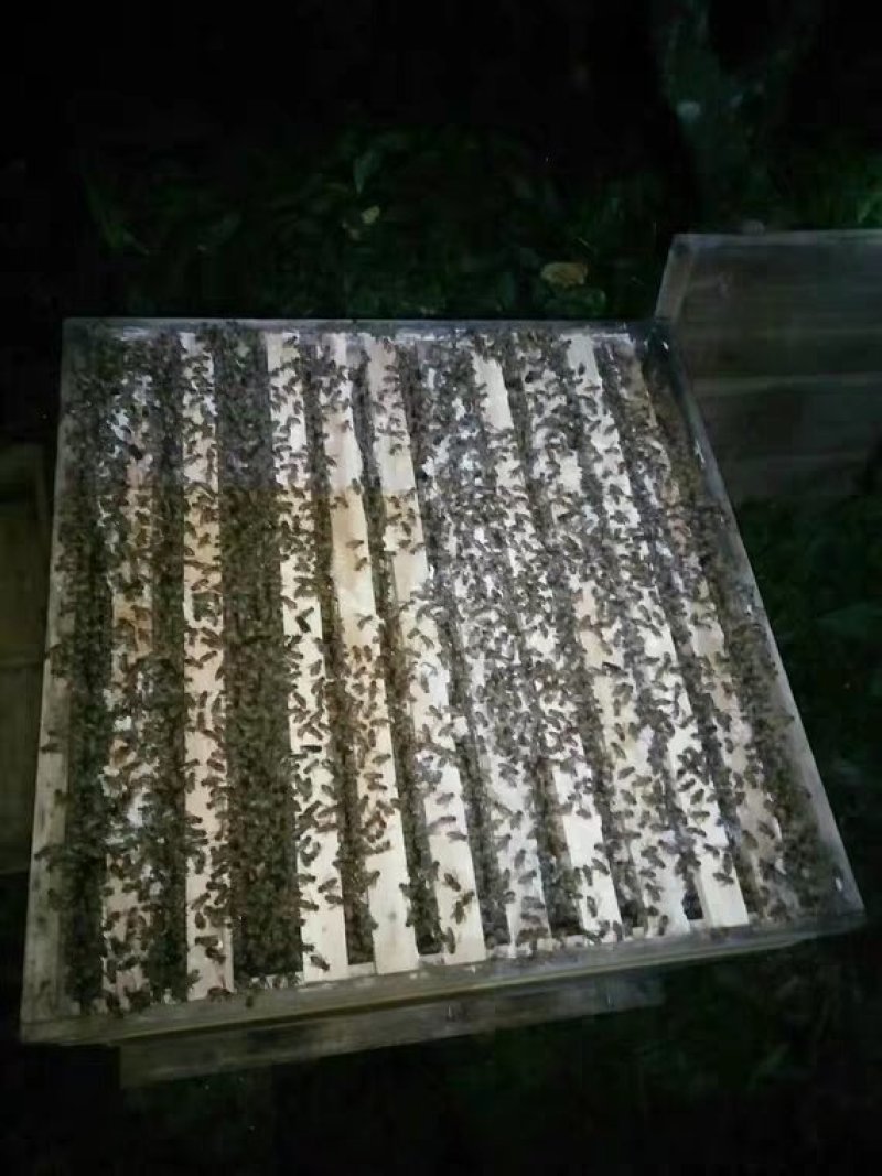 云南高原纯种土蜂群笼蜂蜂,蜂王