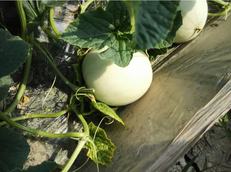 画面呈现甘肃高原地区连片种植的玉菇甜瓜田,农民正在采收成熟果实,地上铺有黑色地膜,植株整齐吊蔓,远处可见滴灌主管道和气象观测站 甘肃高原玉菇甜瓜采收场景