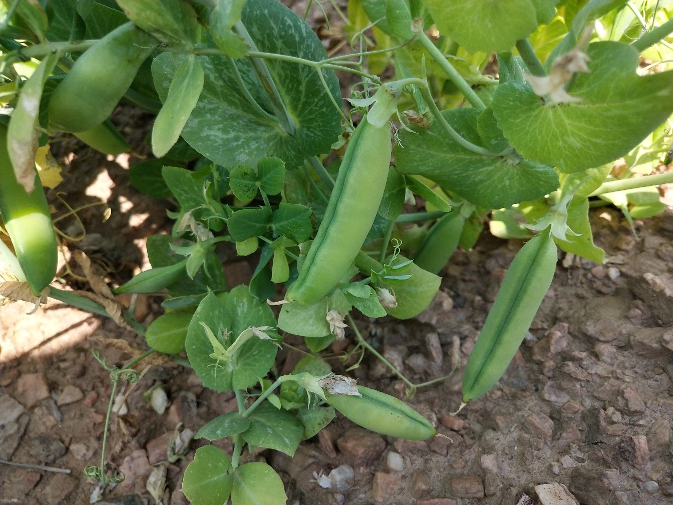 青豌豆植株特写