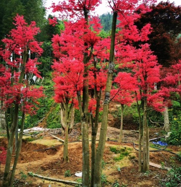 全冠红枫红小袖5到12公分红枫