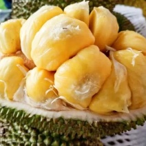 波萝蜜苗，榴莲菠萝蜜苗，正品保证，带土球发货，包邮。