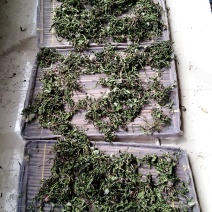 蒲公英，花茶，金银花茶