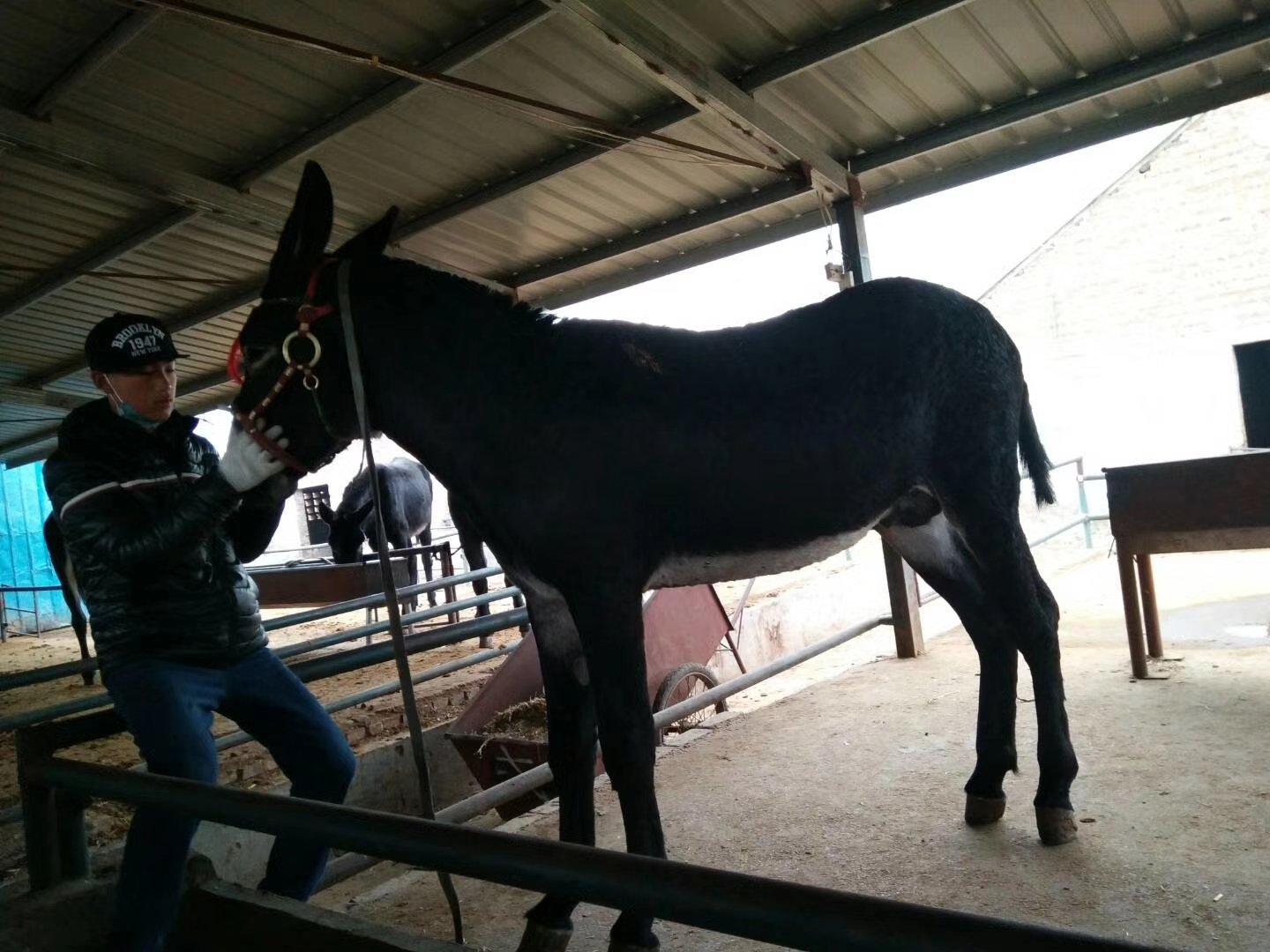 [肉驴苗批发]肉驴苗 改良肉驴 肉驴 免费送货买十送一价格1800.