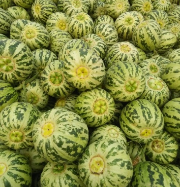 花蕾甜瓜色泽好果型正糖度高产地直发一件代发