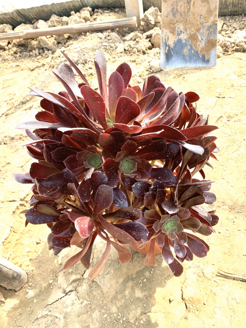 老桩多肉植物 欧版紫羊绒 尺寸大状态好!低价出货!