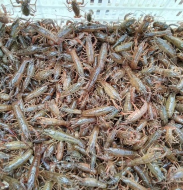 小龙虾虾苗出售虾苗虾苗,,,,,,,,,.