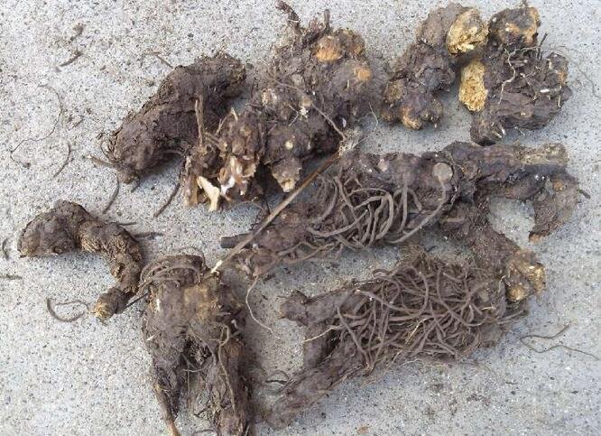 白芷敷膝前后对比图