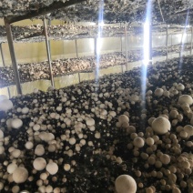 草菇干货干草菇