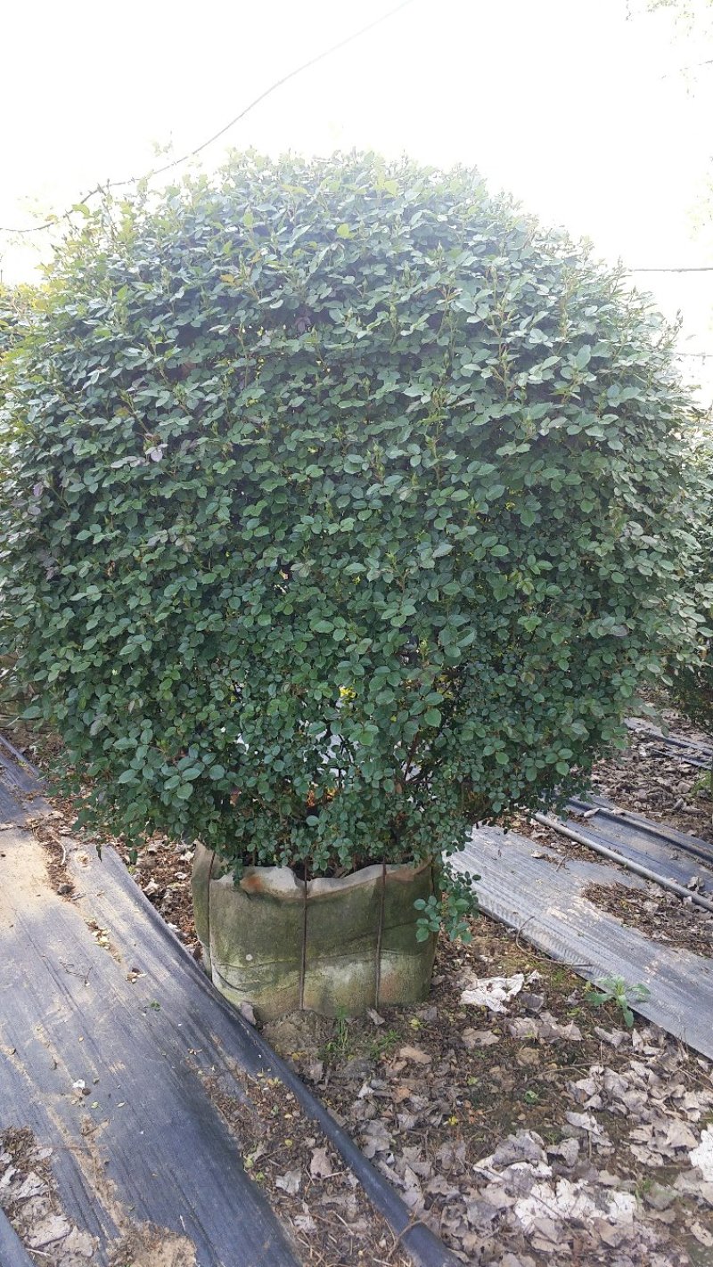 80公分月季花球造型月季各种月季造型月季球