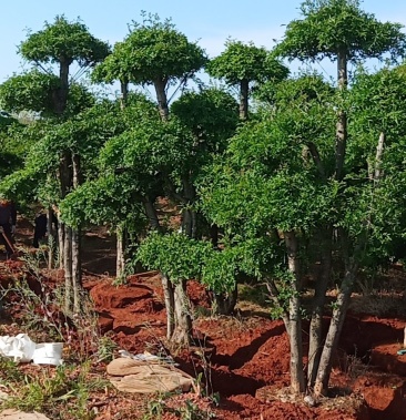 [白蜡树批发]对接白蜡成品8片云朵以上价格1600.00元/棵 - 一亩田