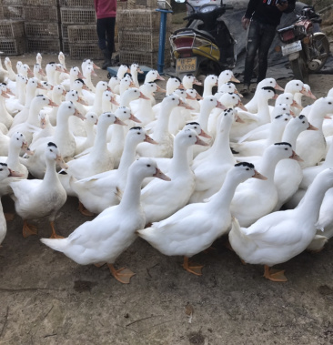 一点黑番鸭本地假西洋