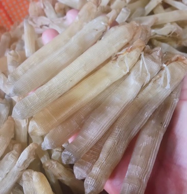 广西北海天然龙潭沙虫