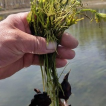 老菱角种子苗菱角苗种植池塘水生植物四季蔬菜青菱角苗红菱角