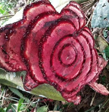 鸡血藤黑血藤飞龙掌血过江龙百花血藤蛇莲