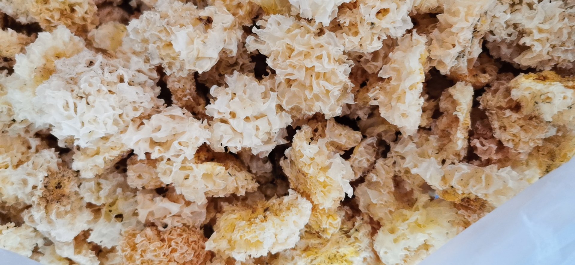 新鲜采摘的丑耳特写