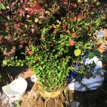红叶小檗紫叶小檗有刺落叶