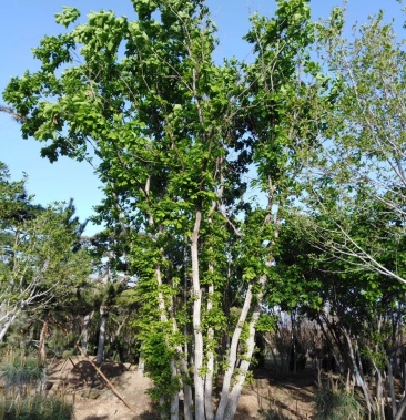 丛生蒙古栎,蒙古栎,都是架植货的,上门指导移栽
