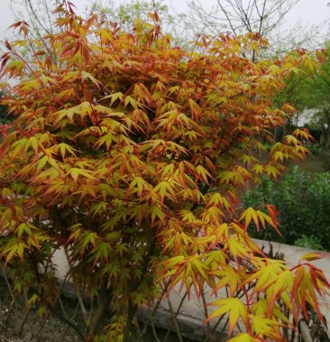 成都供应 金陵黄枫 新优枫树品种