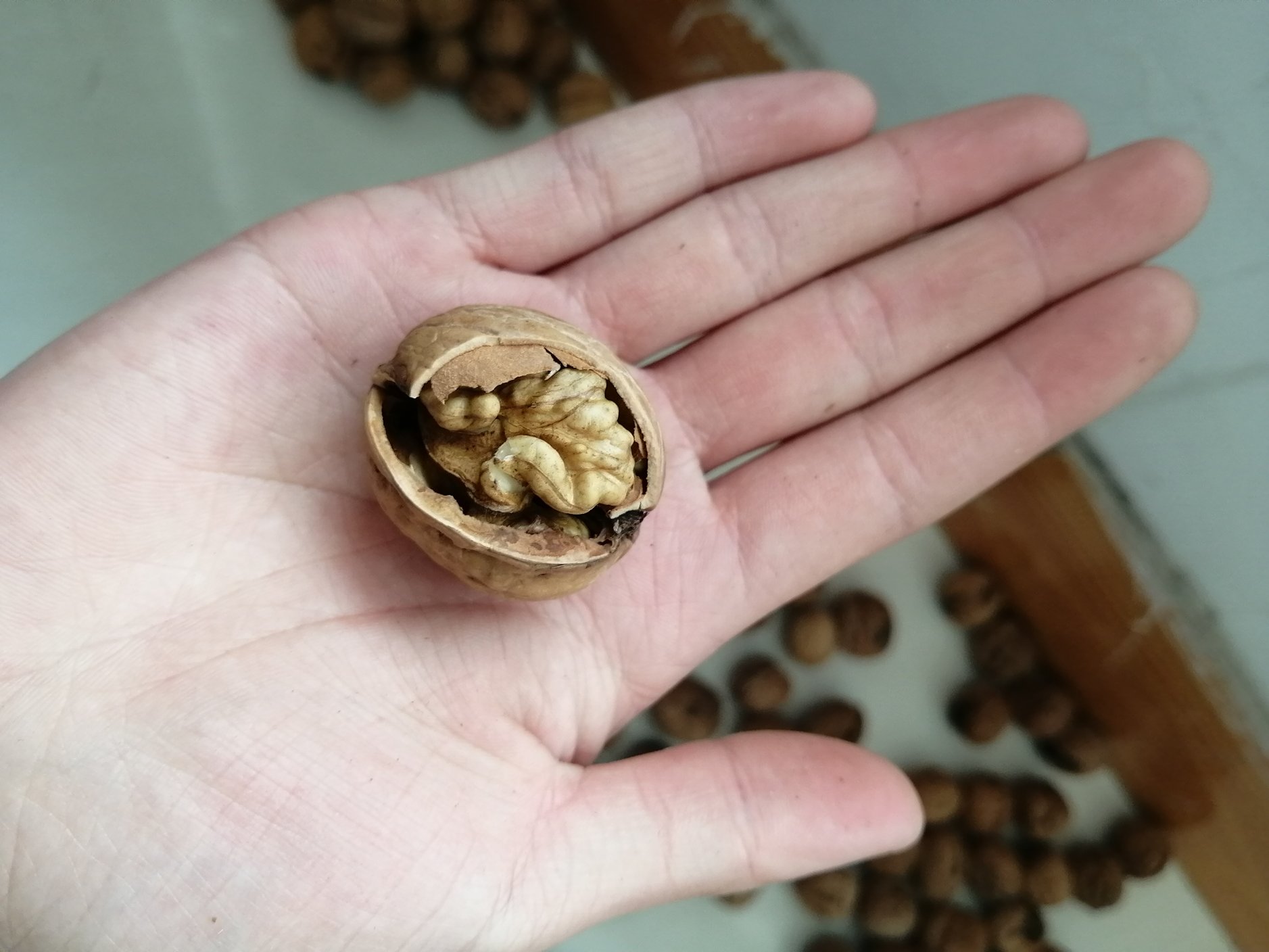 手掌特写:拇指精准按压核桃果柄端凸起小尖,食指与中指牢固卡住核桃两侧棱线交汇处,核桃呈30度倾斜角,背景虚化突出手指与核桃接触点 厚皮核桃三点定位破壳手法特写