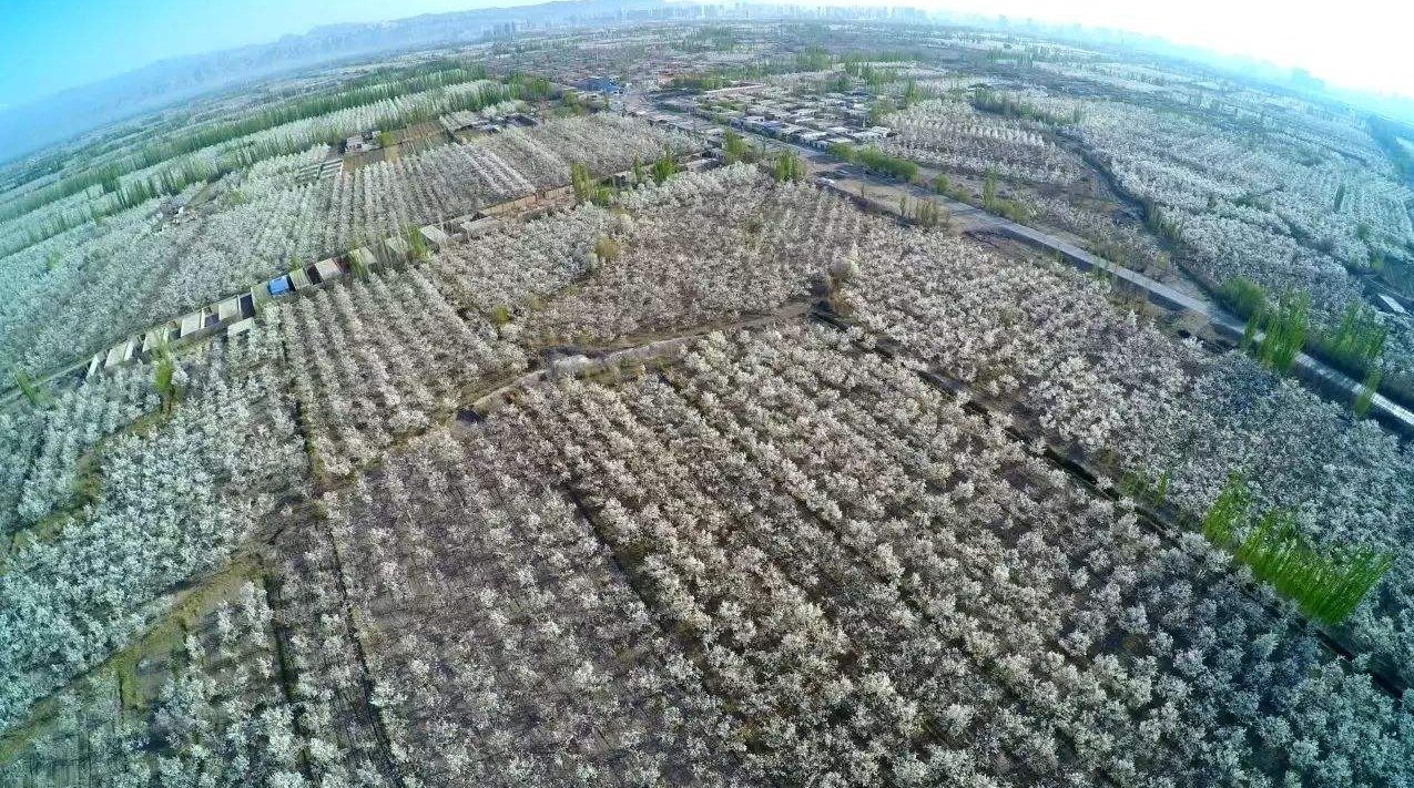 俯视视角下的规模化白梨果园,春季梨花盛开或秋季果实挂满枝头,树冠整齐,行距规整,可见绿色生态种植标识牌与滴灌设施,背景为浅山丘陵地貌,天空湛蓝,体现原产地自然环境优势 白梨果园实景航拍图