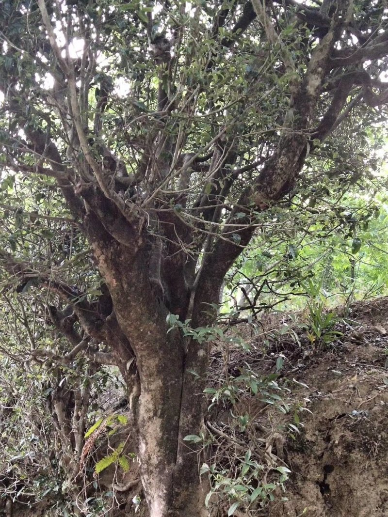 无量山普洱茶特点图片