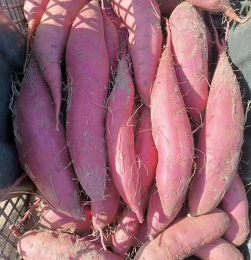 日本高档红薯品种鸣门金时