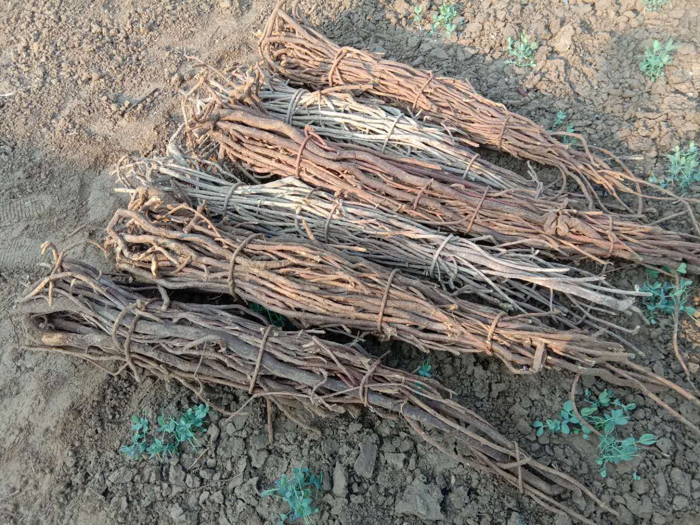 施药人员佩戴防护装备,确保安全施药 香菜田间施药防护措施