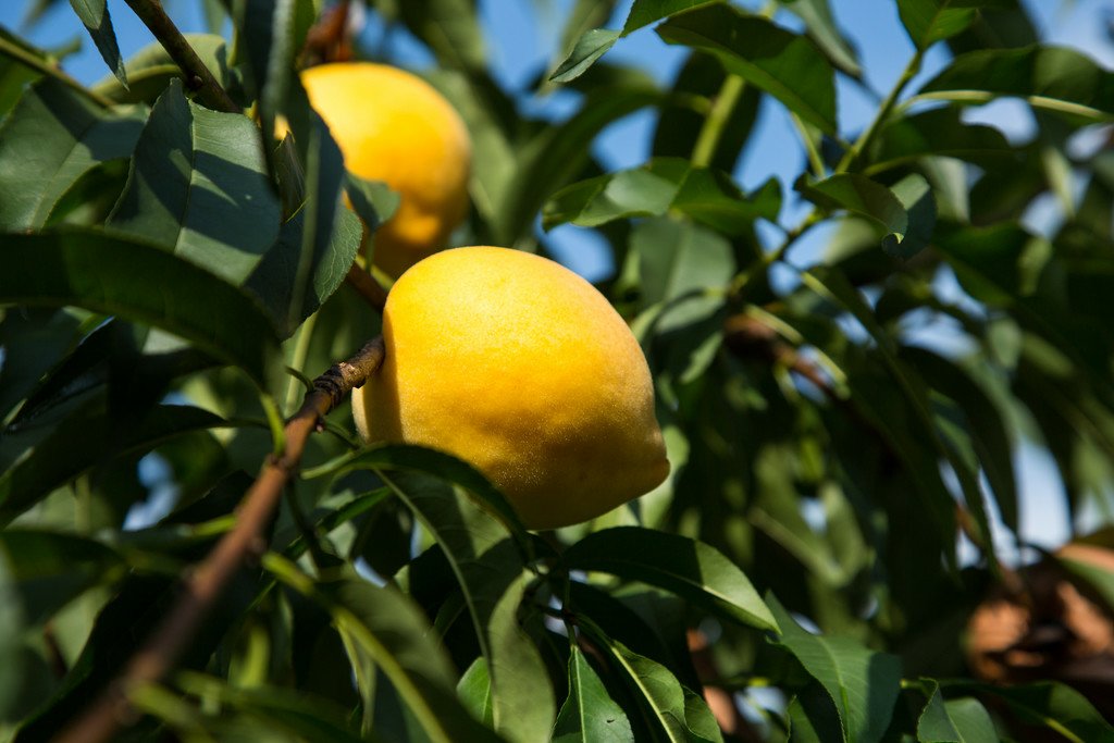 炎陵黄桃与武功黄桃果实对比图