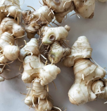 新鲜野生多花姜形黄精