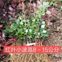 红叶小波红叶小波苗红叶小波小苗红叶小波床苗包邮！