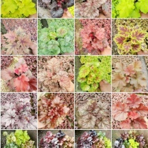 矾根，颜色齐全，基地直销，常年供各种草花苗木