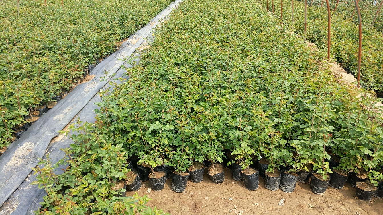 大花月季树苗标准化育苗基地场景
