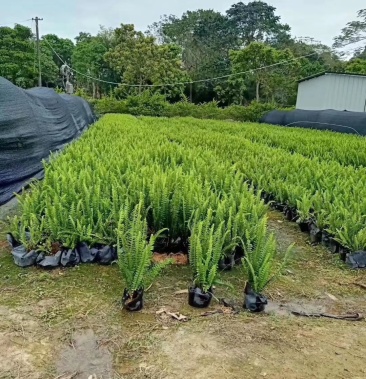 [肾蕨批发]肾蕨价格1.00元/棵 - 一亩田