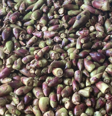 [山野菜批发]乌龙头,刺龙头价格20.00元/斤 - 一亩田