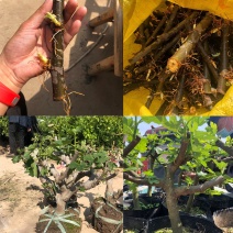 玻姬红无花果枝条。带芽，果树。土球盆栽。现剪现发。成活率