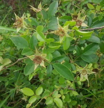 野生金樱子树苗刺梨子树苗金樱子刺糖罐蔷薇果盆栽树苗