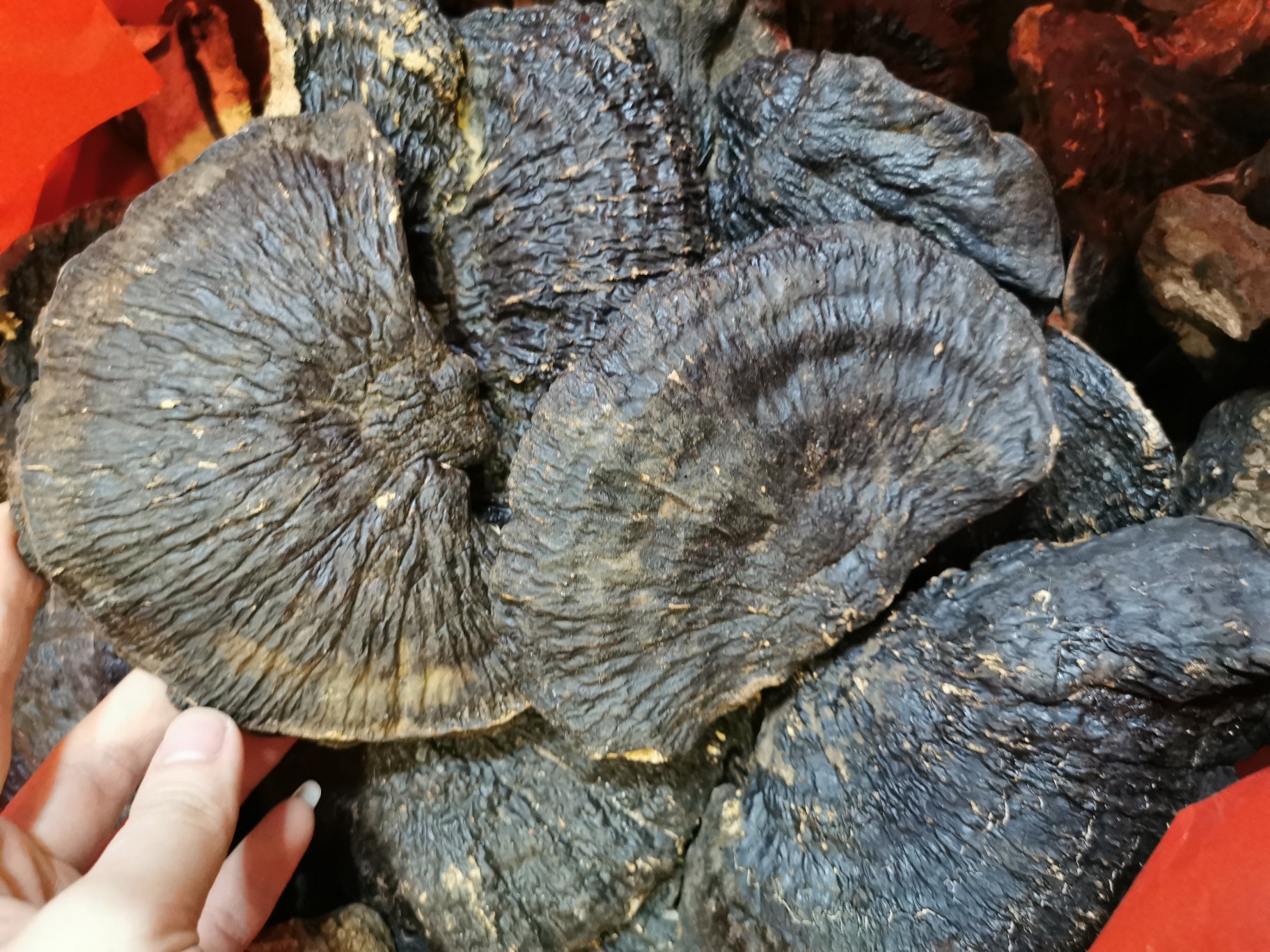 灵芝有效成分柱状对比图