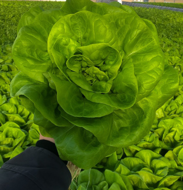 水培波士顿奶油生菜 水培生菜