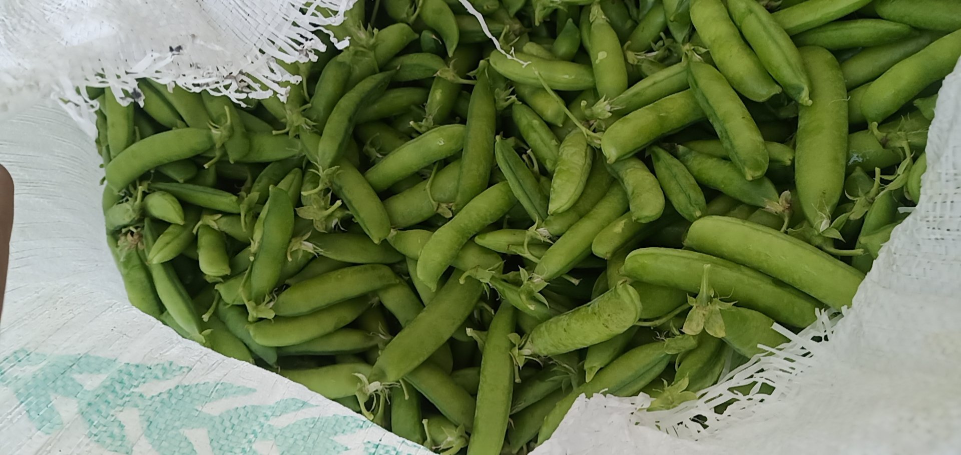 焯水后的青豌豆放入冷水中冷却