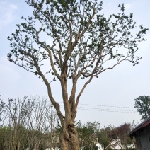 紫薇