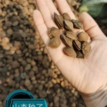 杏种子，手选个个发芽，裂口，一斤300多粒