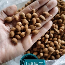 桃种子山桃种子，一手货源