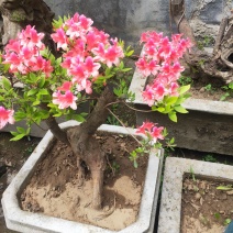 杜鹃花，杜鹃树桩，杜鹃盆景，杜鹃造型，大小规格齐全，