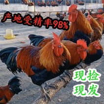 青脚黑瑶麻鸡种蛋九斤红快大型K9受精孵化蛋