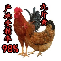 九斤黄大型受精种蛋孵化蛋人工授精产地受精率达到98以上