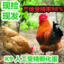 k9受精种蛋孵化蛋大麻鸡882改良品种人工授精包出壳