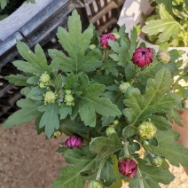 荷兰菊基地直发